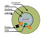 Cell Im