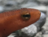 NeWT